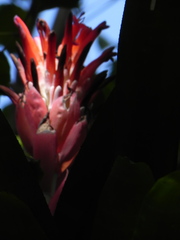 Billbergia pyramidalis