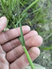 Hesperostipa spartea