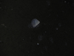 Anomalocardia flexuosa