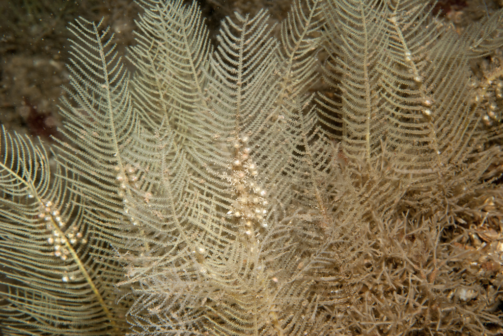 Diphasia nigra