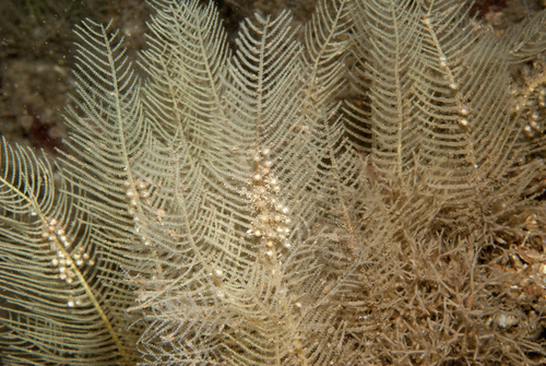 Diphasia nigra