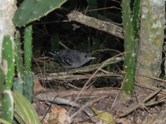 Thamnophilus ambiguus
