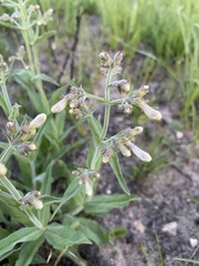 Penstemon pallidus