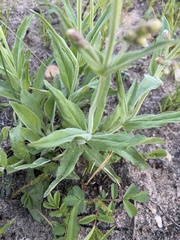 Penstemon pallidus