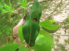 Diaporthe kalmiae