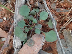 Viola cleistogamoides