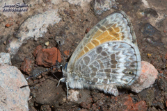 Leptotes callanga