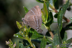 Atlides havila