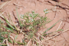 Ammoselinum popei