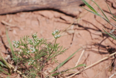 Ammoselinum popei