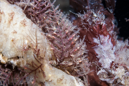 lily hydroid