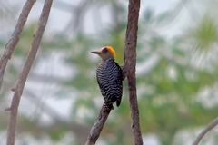 Melanerpes chrysogenys