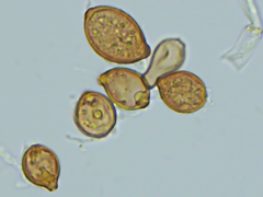 Botryobasidium simile