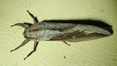 Abantiades labyrinthicus