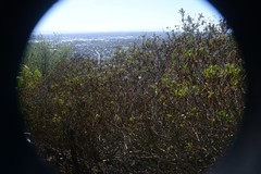 Euryops chrysanthemoides