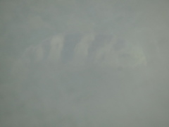 Archosargus probatocephalus