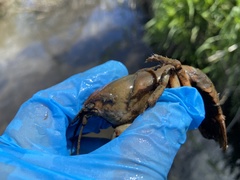 Lacunicambarus nebrascensis