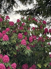 Rhododendron × hybridum