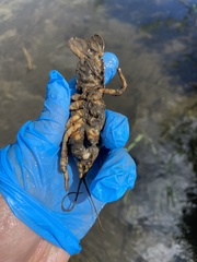 Lacunicambarus nebrascensis