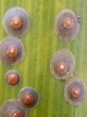 Chrysomphalus pinnulifer