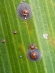 Chrysomphalus pinnulifer