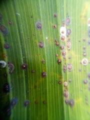 Chrysomphalus pinnulifer