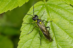 Tenthredo mesomela