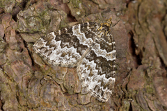 Electrophaes corylata