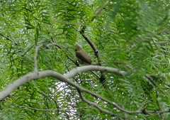 Vireo altiloquus