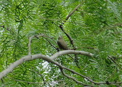 Vireo altiloquus