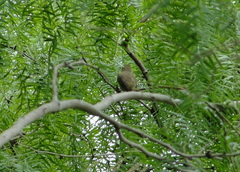 Vireo altiloquus