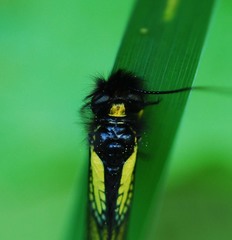 Libelloides sibiricus sibiricus