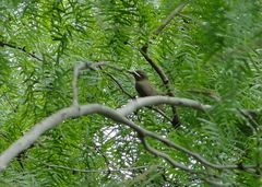 Vireo altiloquus
