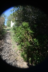 Euryops chrysanthemoides