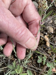 Thamnosma texana