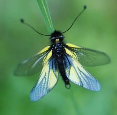 Libelloides sibiricus sibiricus