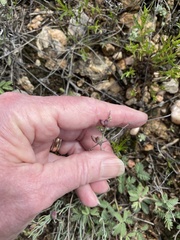 Thamnosma texana