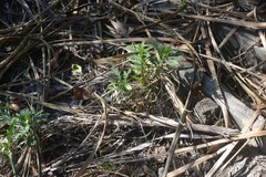 Euryops chrysanthemoides
