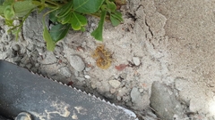 Parabuthus planicauda