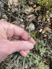 Thamnosma texana