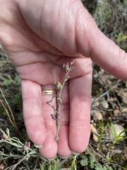 Thamnosma texana