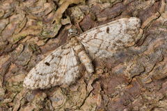 Eupithecia tantillaria