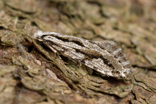 Archinemapogon yildizae Koçak, 1981