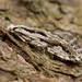 Large Scotch Clothes Moth - Photo (c) Nikolai Vladimirov, some rights reserved (CC BY-NC), uploaded by Nikolai Vladimirov