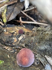 Mycena mariae