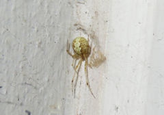 Theridiidae