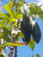 Vasconcellea heilbornii