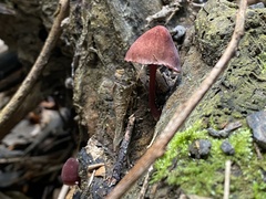 Mycena mariae