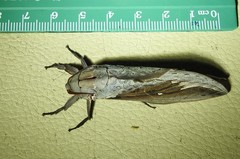 Abantiades labyrinthicus