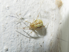 Theridiidae